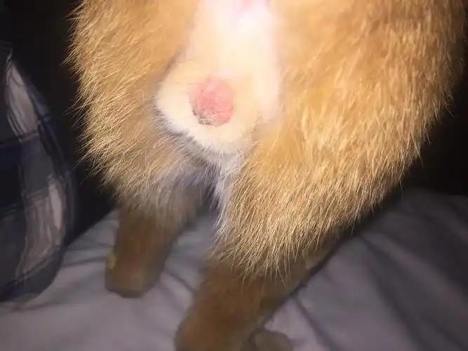 【讨论】公猫绝育完长好后的蛋蛋应该是什么模样?