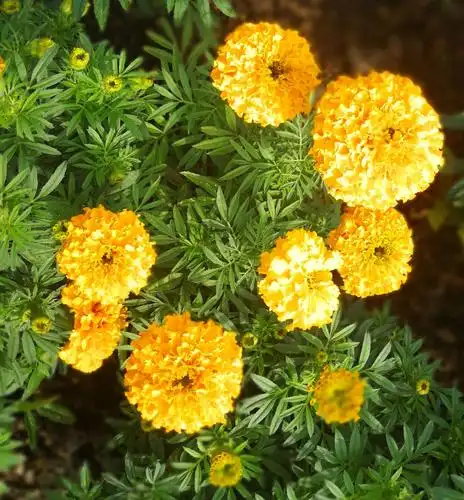 菊科一年生草本植物.