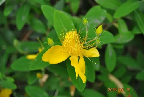 重庆植物札记之金丝桃和金丝梅(20180618)