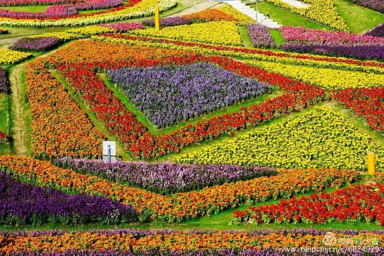 奇迹花园 美丽色块