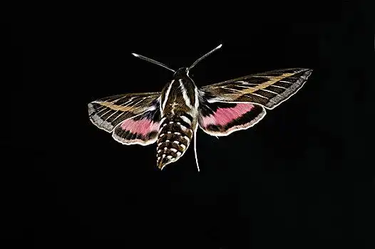 条纹,天蛾,成年,飞行,夜晚,牛津,英格兰,英国,欧洲