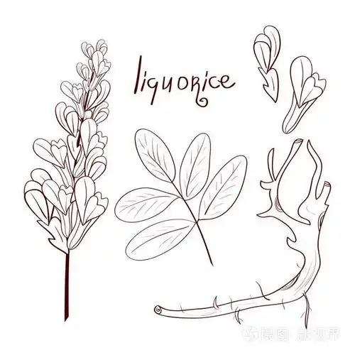 甘草.根, 叶, 花.素描.设置.着色
