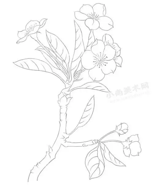 桃花白描的画法步骤图示05