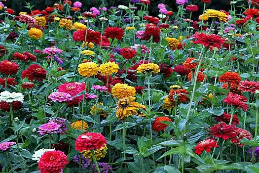 百日草图片_百日草图片大全_百日草图片下载