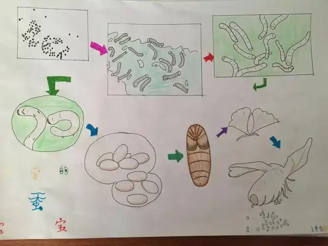 蚕的各阶段生长变化示意图.