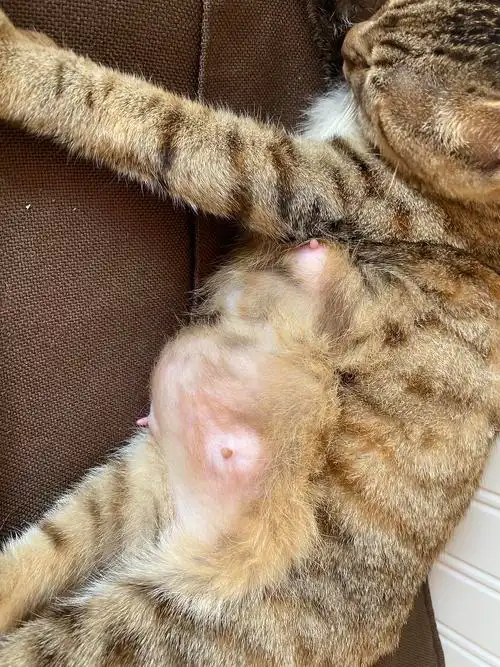 怀孕猫乳房肿大很硬正常吗