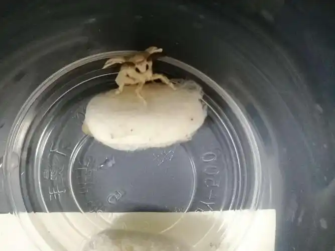 写美篇 为什么蚕再结茧前,都要拉出一堆黄色的水呢?