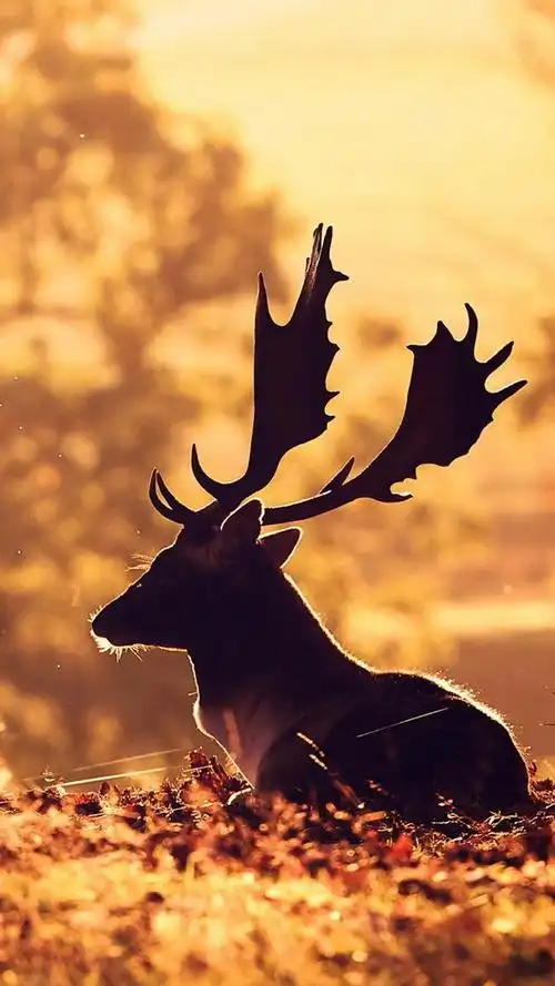 唯美梦幻鹿的图片