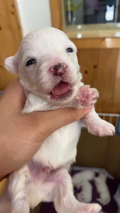 深圳家养二代小比熊找个新家