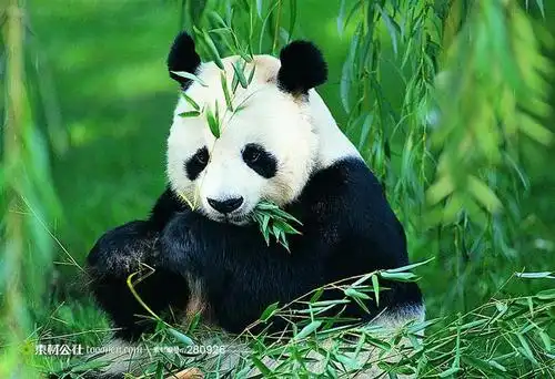 吃竹子的大熊猫摄影背景桌面壁纸图片素材