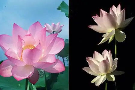 【图】深入解析荷花与莲花的区别 从三个角度来分辨