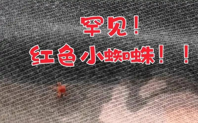 【红色小蜘蛛】