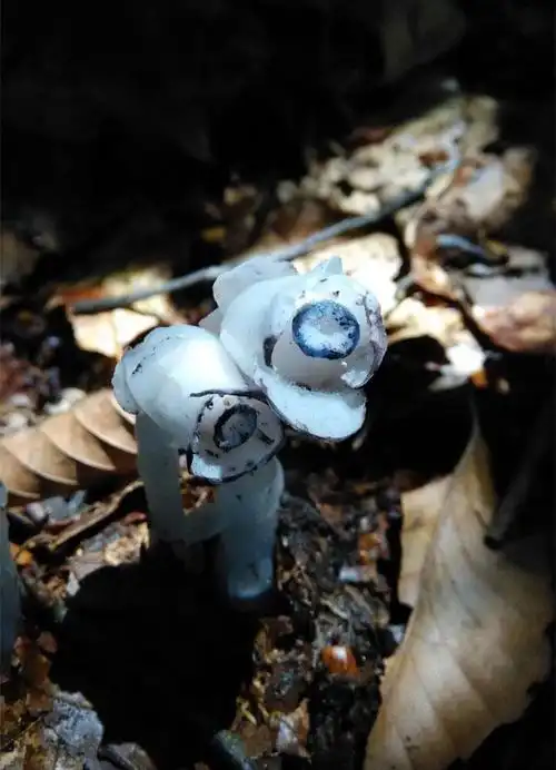 幽灵之花图现身云南云龙县