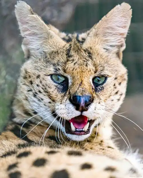 猫科动物大揭秘!你知道有哪些吗?