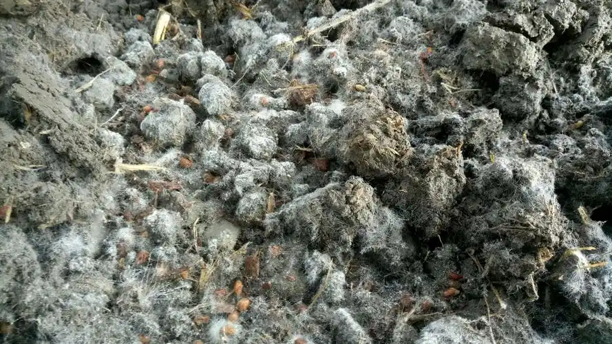 明润农业孝感羊肚菌种植基地菌丝长势喜人