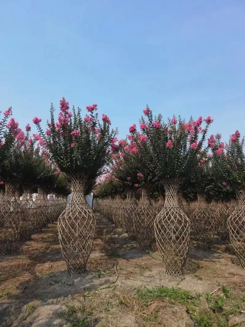 紫薇花瓶站的整齐,花期100天,代表着生命的活力和蓬勃的气势 - 抖音