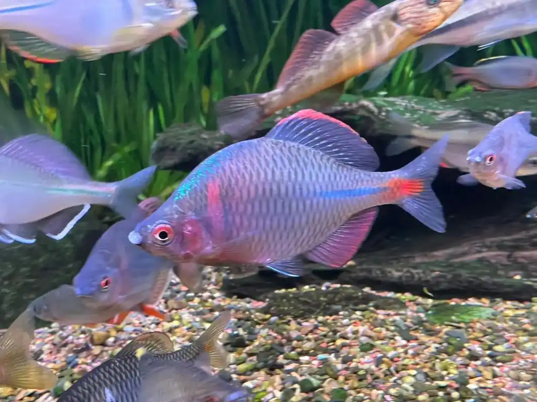 带大家认识一下缸里鳑鲏的集邮大全,哪位鱼友能全部说出名字吗?