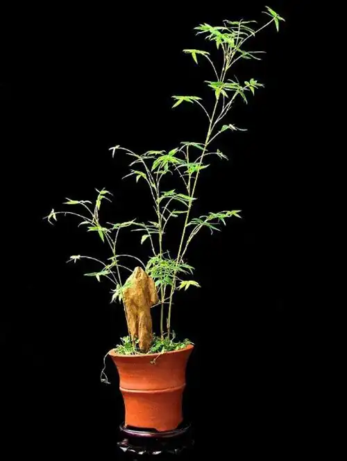 盆景竹子 米竹 盆栽 凤尾竹又叫观音竹 竹干矮小 观赏竹子