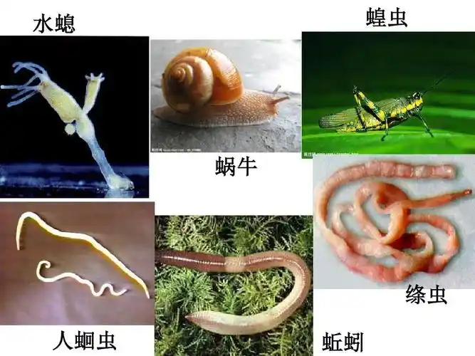 无脊椎动物的主要类群ppt