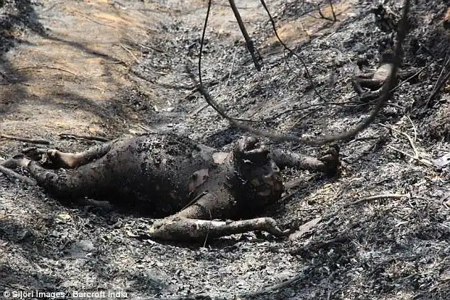 印尼发生森林大火三只猩猩被烧死图