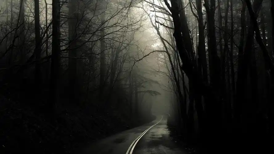 树木,road,dark,trees,壁纸,高清壁纸地点,路,艺术&设计,暗色