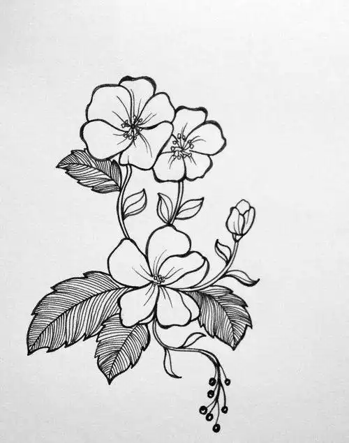 针管笔花卉手绘 简单好看又好画,简单线条让你也能做大神