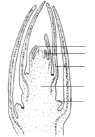 1.6芽的结构和类型导学案
