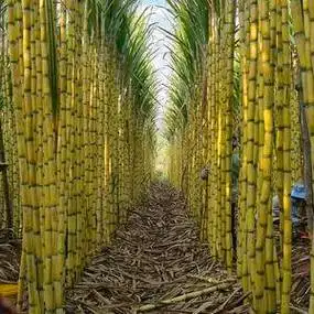 云南省普洱市景谷县,黄皮甘蔗大量批发,种植基地直接发货,.