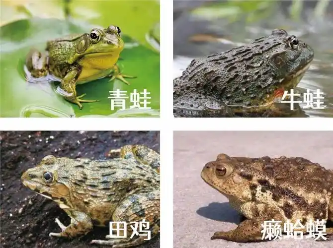 田鸡是什么动物(田鸡好吃,你知道和癞蛤蟆的区别吗)