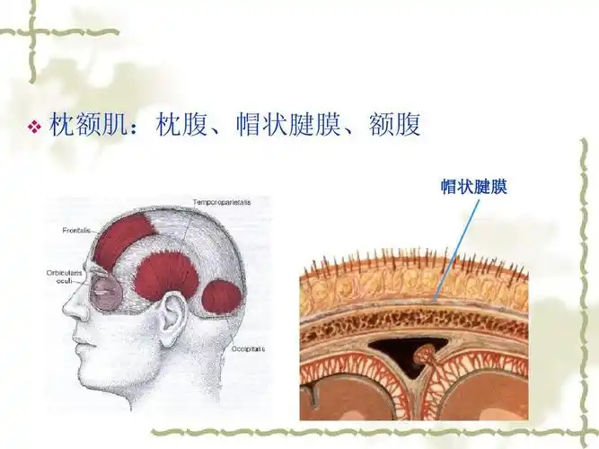 枕额肌:枕腹,帽状腱膜,额腹 帽状腱膜