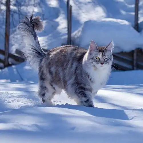 来自挪威的大猫威风凛凛的样子把我帅到了67676767