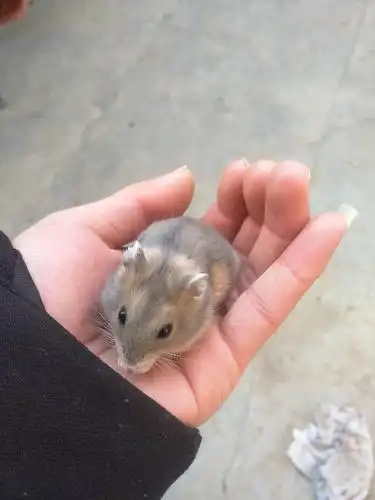 这是什么仓鼠 紫仓还是一线