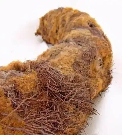 每日一中药狗脊