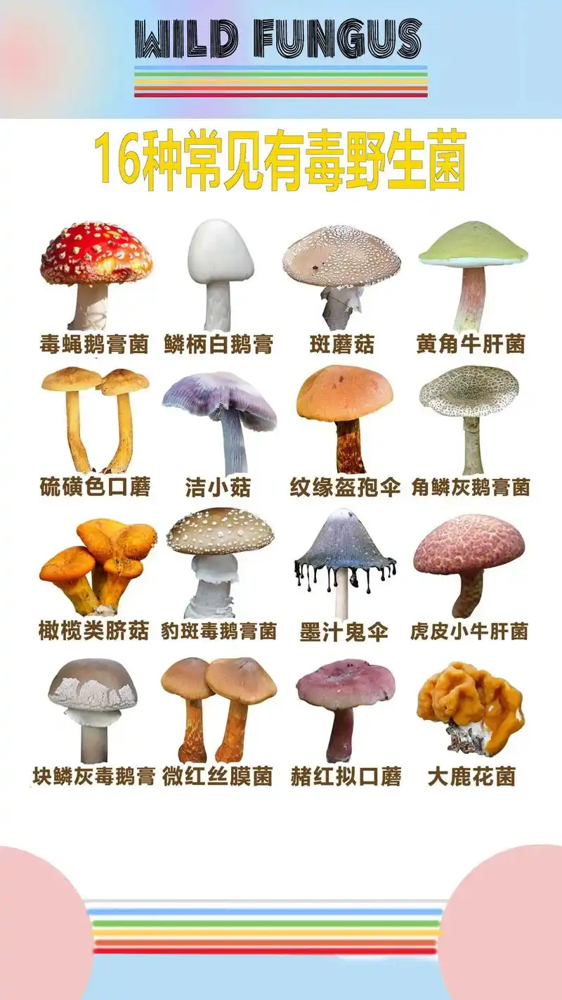 16种有毒常见野生菌.吃菌三要熟背下来 第一:菌要炒熟 第二 - 抖音