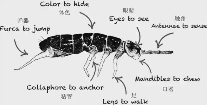 要去雪地里踩虫子吗?|跳虫|动物|无脊椎动物|蜘蛛_网易订阅