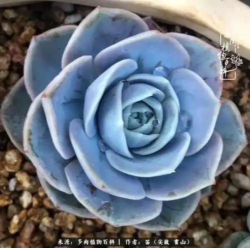 蓝色惊喜仿若星辰大海.