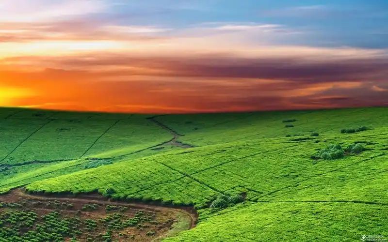 绿色植物唯美大图壁纸