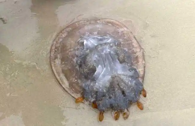 海蜇养殖技术视频