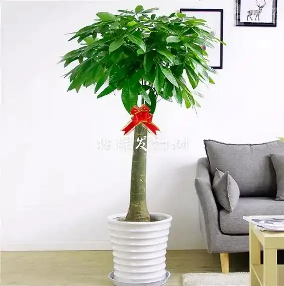 发财树之所以叫做发财树,就是因为它寓意着发财 - 抖音