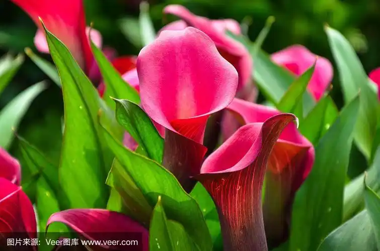 红色马蹄莲或马蹄莲在花园里.