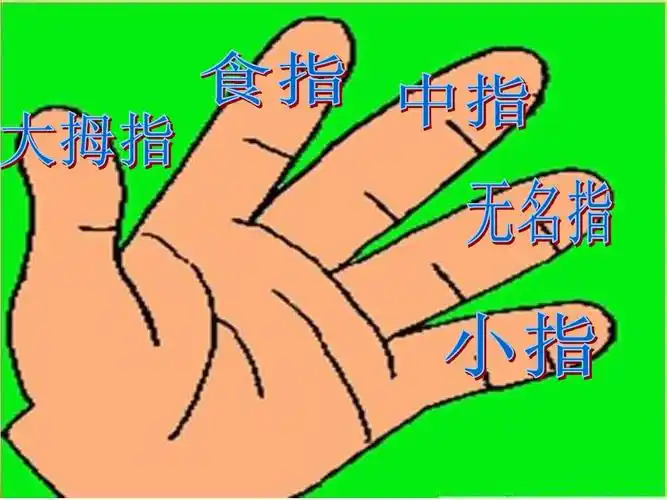 5《手指》ppt课件