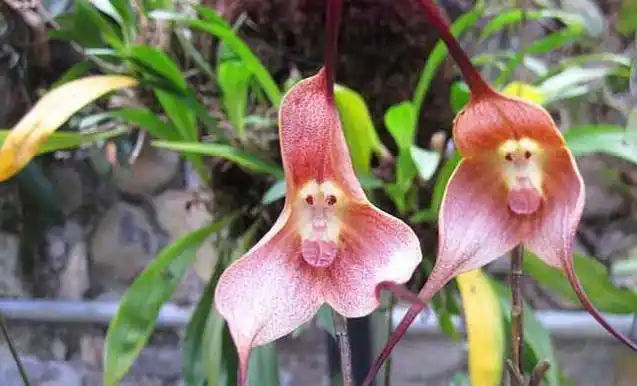 奇特 猴面兰养殖方法,简单5点,你也能养好兰花界的"美猴王"!