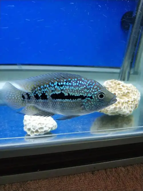 请问这条罗汉鱼是什么品种?