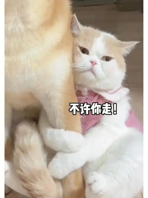 超可爱的表情包 谁能抵挡那么可爱的小猫咪抱大腿撒泼呢!