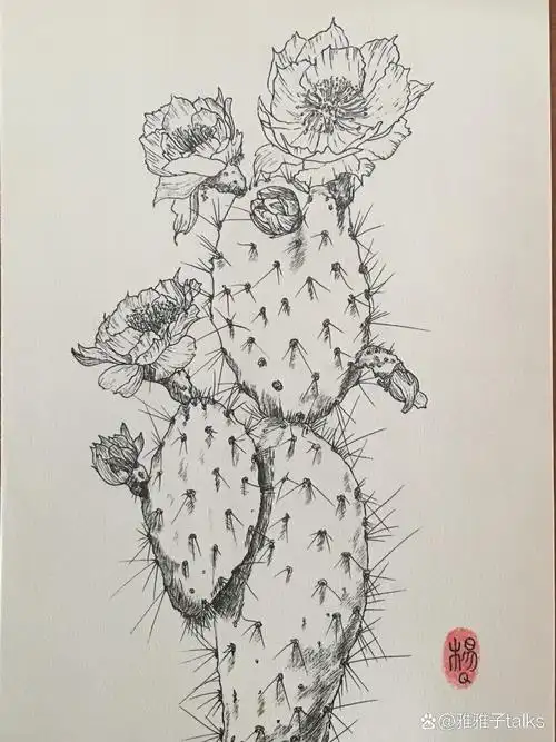 线描写生——仙人掌91 长满尖刺的仙人掌也能开出这么美丽的花儿