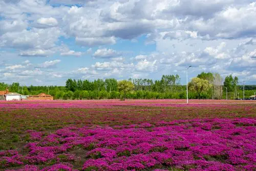 一片红地毯 满目和谐景一一曙光农场花海记实
