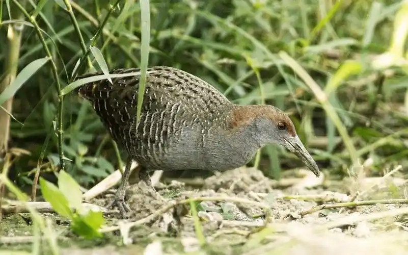 虽然它们吃虫,但其建窠要糟蹋秧禾,禾鸡窠多为圆形,系由禾秧弯折而成
