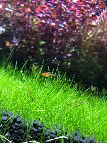 草缸里有水螅,这玩意有害吗?怎么处理呢?求解答!