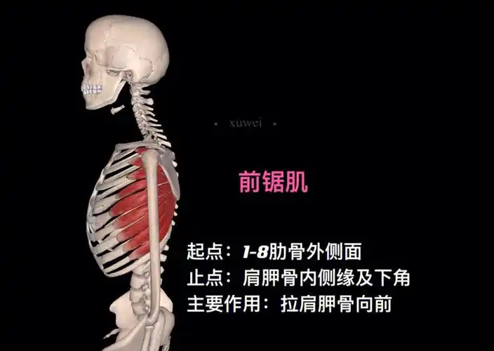 99前锯肌起点:1-8肋骨外侧面止点:肩胛骨内侧缘及下角主要作用:拉