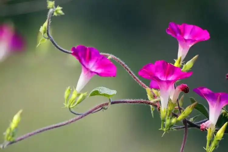 牵牛花从春开到初冬,长长的花期,多姿的形态,虽普通却雅致.